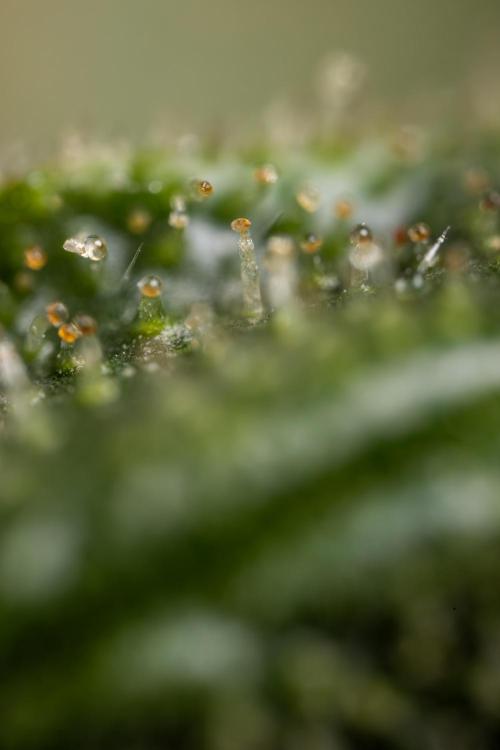 Chocolope 🍫 Auto - Zamnesia x B&B. Week 10 - Chocolope #2- Micro Worlds