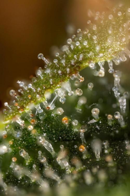 Chocolope 🍫 Auto - Zamnesia x B&B. Week 10 - Chocolope #2- Micro Worlds