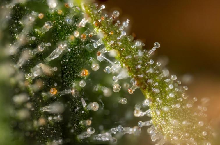Chocolope 🍫 Auto - Zamnesia x B&B. Week 10 - Chocolope #2- Micro Worlds