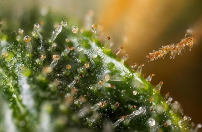 Chocolope 🍫 Auto - Zamnesia x B&B. Week 10 - Chocolope #2- Micro Worlds