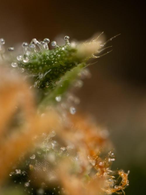 Chocolope 🍫 Auto - Zamnesia x B&B. Week 10 - Chocolope #2- Micro Worlds
