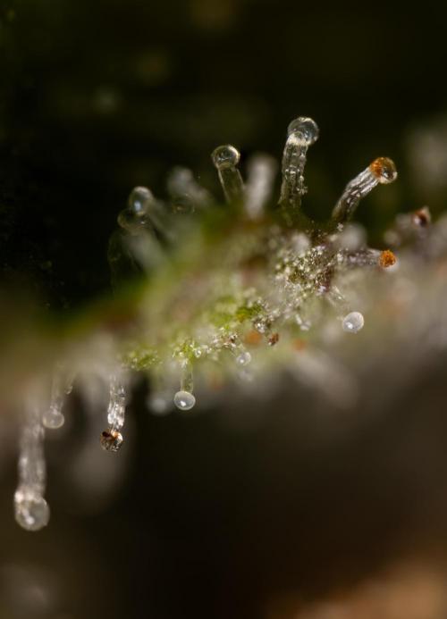 Chocolope 🍫 Auto - Zamnesia x B&B. Week 10 - Chocolope #2- Micro Worlds