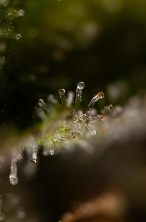 Chocolope 🍫 Auto - Zamnesia x B&B. Week 10 - Chocolope #2- Micro Worlds
