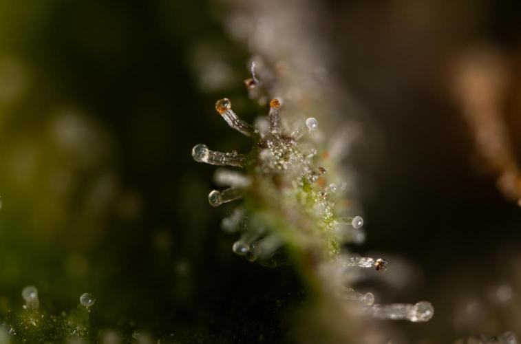 Chocolope 🍫 Auto - Zamnesia x B&B. Week 10 - Chocolope #2- Micro Worlds