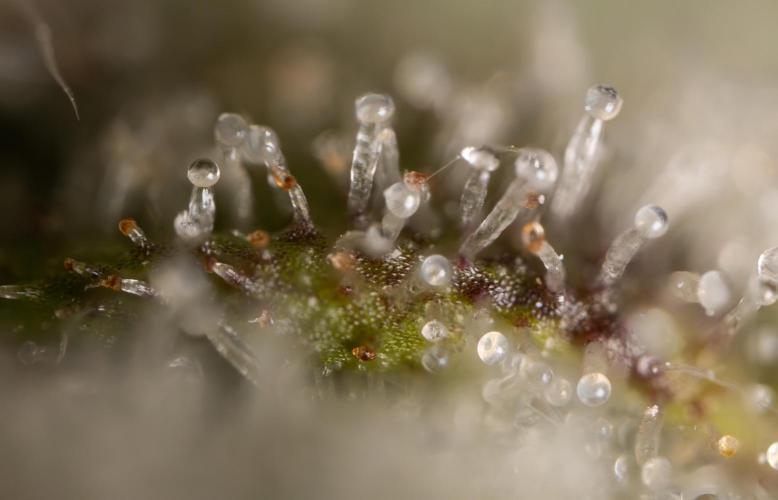 Chocolope 🍫 Auto - Zamnesia x B&B. Week 10 - Chocolope #2- Micro Worlds