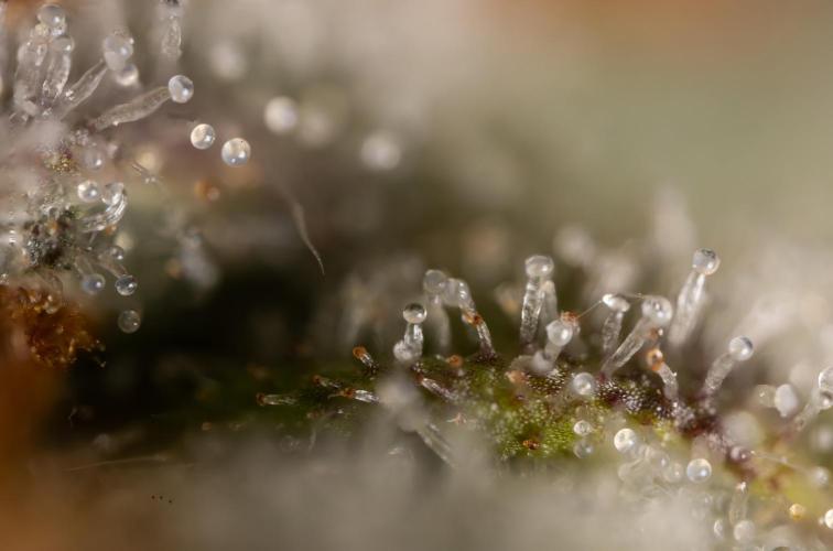 Chocolope 🍫 Auto - Zamnesia x B&B. Week 10 - Chocolope #2- Micro Worlds