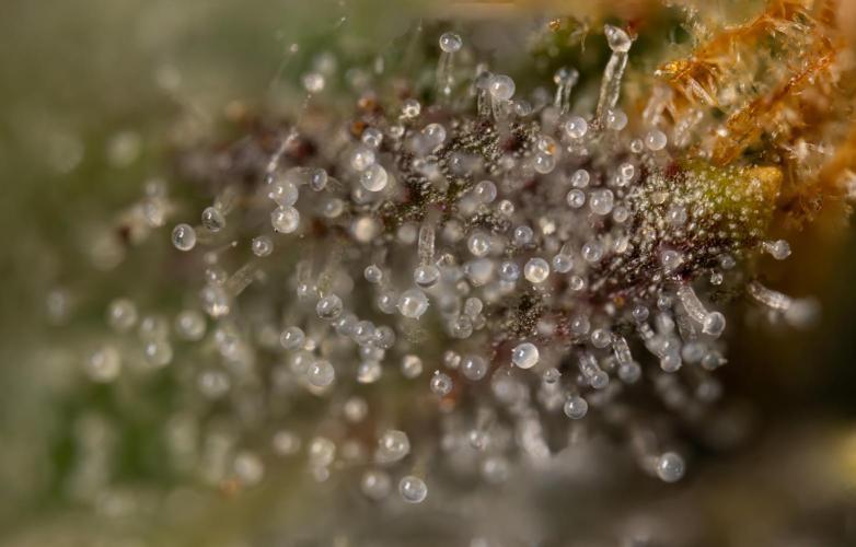 Chocolope 🍫 Auto - Zamnesia x B&B. Week 10 - Chocolope #2- Micro Worlds
