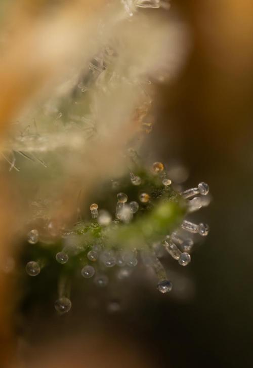 Chocolope 🍫 Auto - Zamnesia x B&B. Week 10 - Chocolope #2- Micro Worlds
