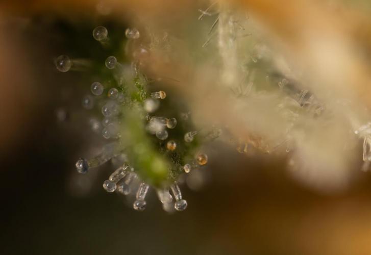 Chocolope 🍫 Auto - Zamnesia x B&B. Week 10 - Chocolope #2- Micro Worlds
