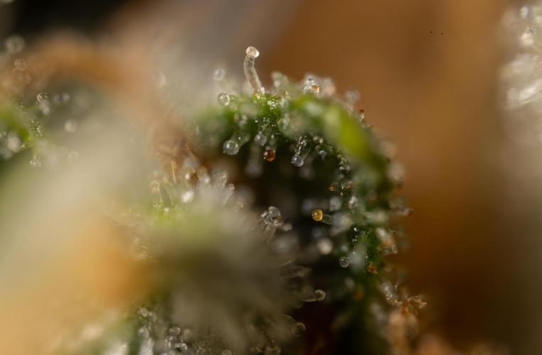 Chocolope 🍫 Auto - Zamnesia x B&B. Week 10 - Chocolope #2- Micro Worlds