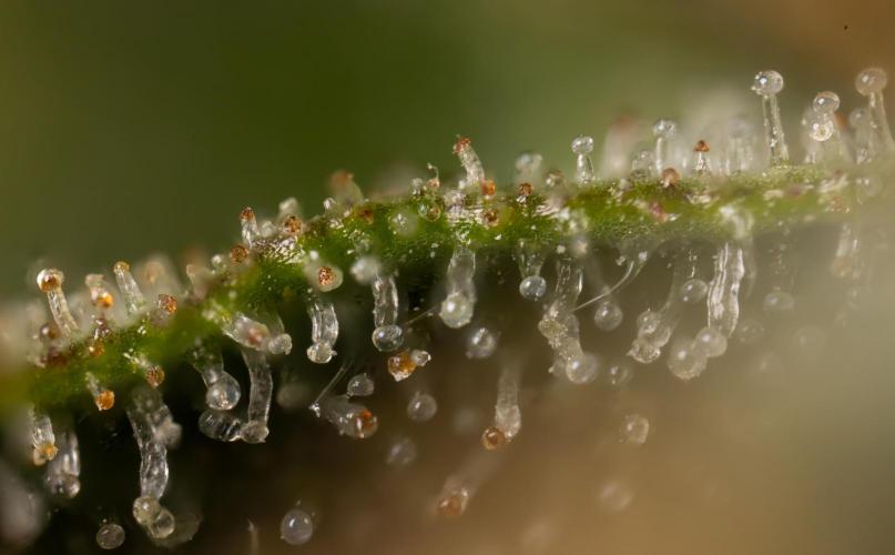 Chocolope 🍫 Auto - Zamnesia x B&B. Week 10 - Chocolope #2- Micro Worlds