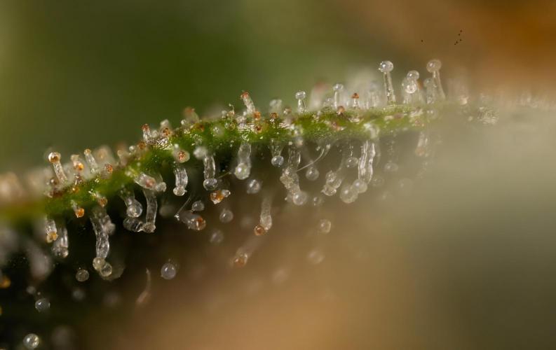 Chocolope 🍫 Auto - Zamnesia x B&B. Week 10 - Chocolope #2- Micro Worlds