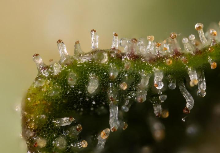 Chocolope 🍫 Auto - Zamnesia x B&B. Week 10 - Chocolope #2- Micro Worlds