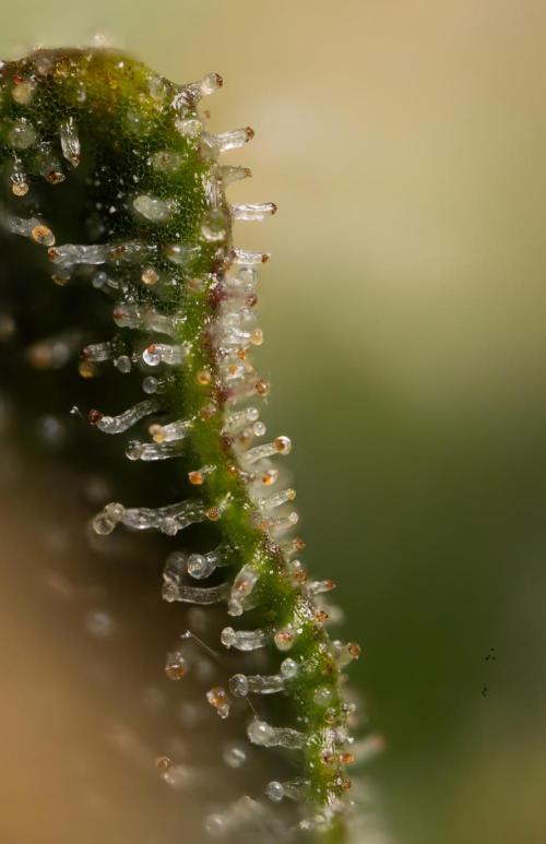 Chocolope 🍫 Auto - Zamnesia x B&B. Week 10 - Chocolope #2- Micro Worlds