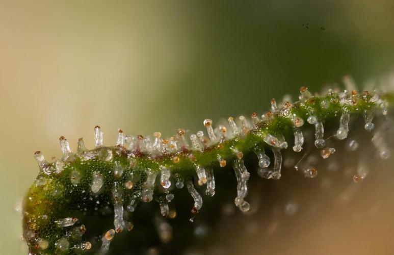 Chocolope 🍫 Auto - Zamnesia x B&B. Week 10 - Chocolope #2- Micro Worlds