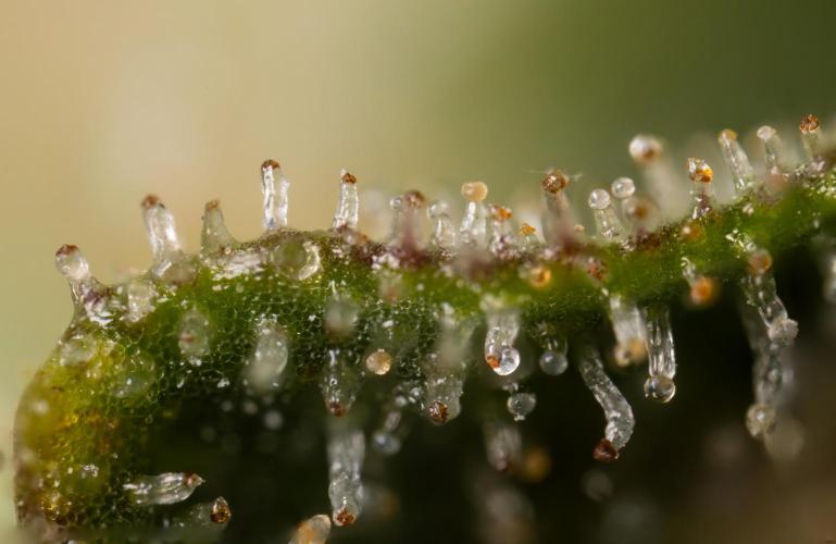 Chocolope 🍫 Auto - Zamnesia x B&B. Week 10 - Chocolope #2- Micro Worlds