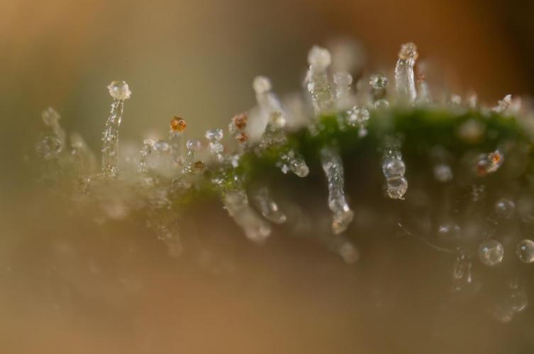 Chocolope 🍫 Auto - Zamnesia x B&B. Week 10 - Chocolope #2- Micro Worlds
