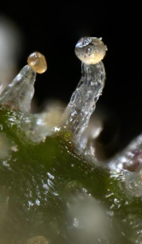 Chocolope 🍫 Auto - Zamnesia x B&B. Week 10 - Chocolope #2- Micro Worlds
