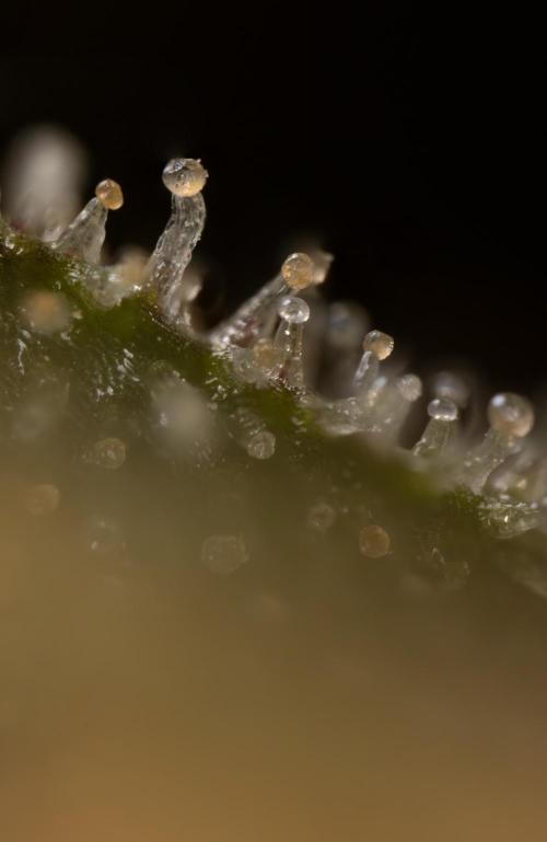 Chocolope 🍫 Auto - Zamnesia x B&B. Week 10 - Chocolope #2- Micro Worlds