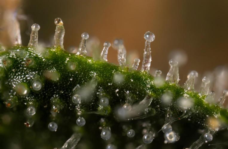 Chocolope 🍫 Auto - Zamnesia x B&B. Week 10 - Chocolope #2- Micro Worlds