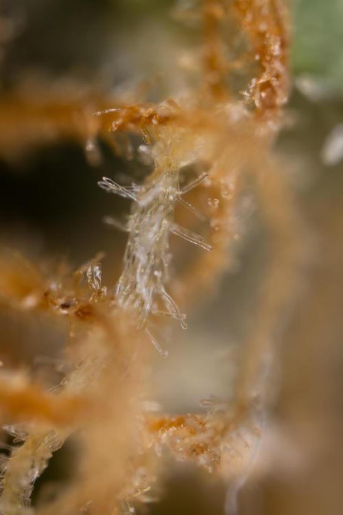 Chocolope 🍫 Auto - Zamnesia x B&B. Week 10 - Chocolope #2- Micro Worlds