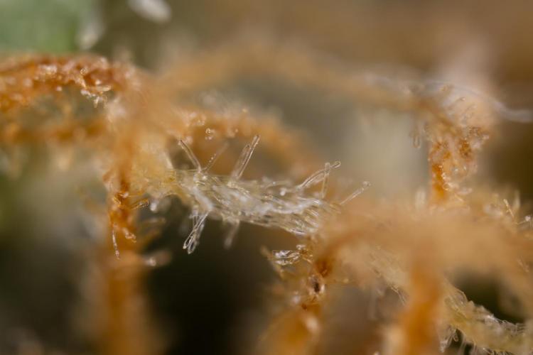 Chocolope 🍫 Auto - Zamnesia x B&B. Week 10 - Chocolope #2- Micro Worlds
