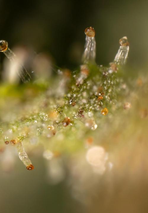 Chocolope 🍫 Auto - Zamnesia x B&B. Week 10 - Chocolope #2- Micro Worlds