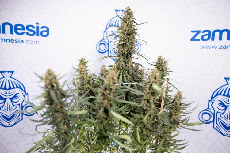 Chocolope 🍫 Auto - Zamnesia x B&B. Week 11 - Chocolope #1 - No Techniques - Harvest Day
