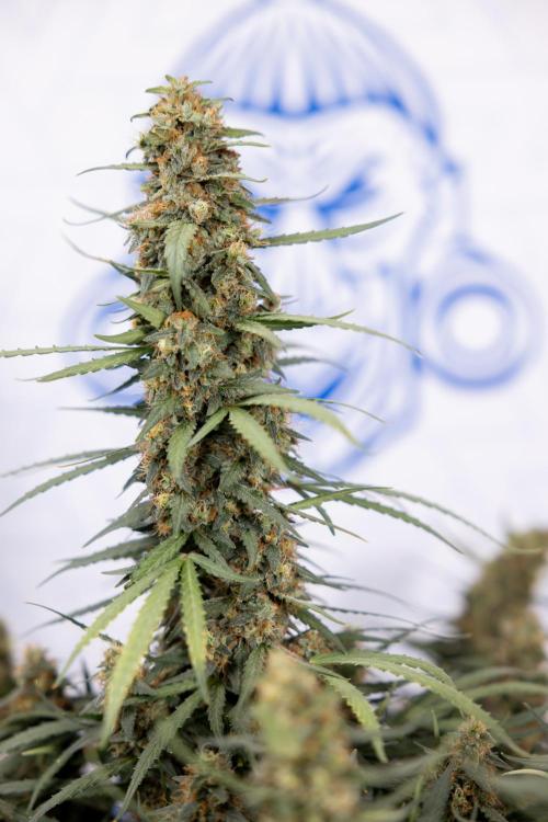 Chocolope 🍫 Auto - Zamnesia x B&B. Week 11 - Chocolope #1 - No Techniques - Harvest Day