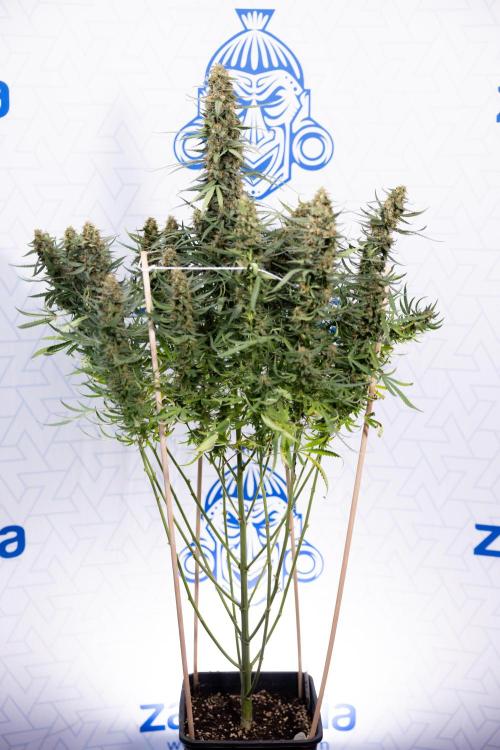 Chocolope 🍫 Auto - Zamnesia x B&B. Week 11 - Chocolope #1 - No Techniques - Harvest Day