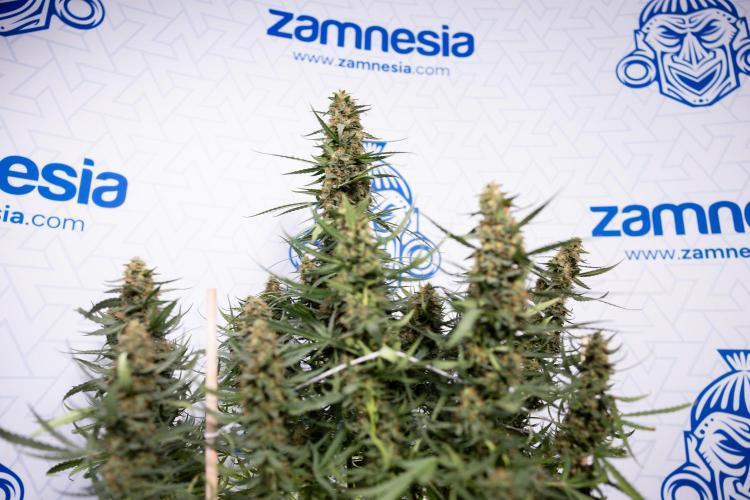 Chocolope 🍫 Auto - Zamnesia x B&B. Week 11 - Chocolope #1 - No Techniques - Harvest Day