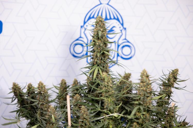Chocolope 🍫 Auto - Zamnesia x B&B. Week 11 - Chocolope #1 - No Techniques - Harvest Day