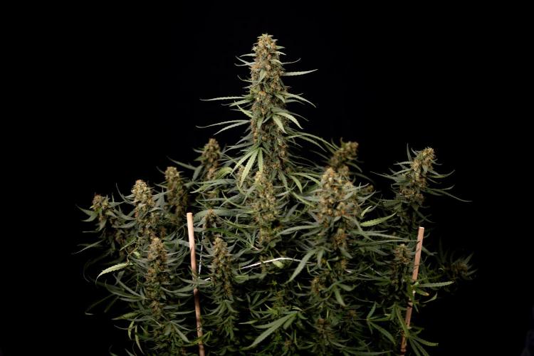 Chocolope 🍫 Auto - Zamnesia x B&B. Week 11 - Chocolope #1 - No Techniques - Harvest Day