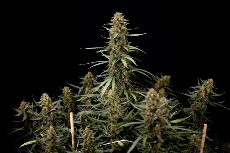 Chocolope 🍫 Auto - Zamnesia x B&B. Week 11 - Chocolope #1 - No Techniques - Harvest Day