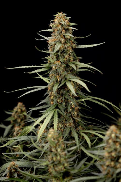 Chocolope 🍫 Auto - Zamnesia x B&B. Week 11 - Chocolope #1 - No Techniques - Harvest Day