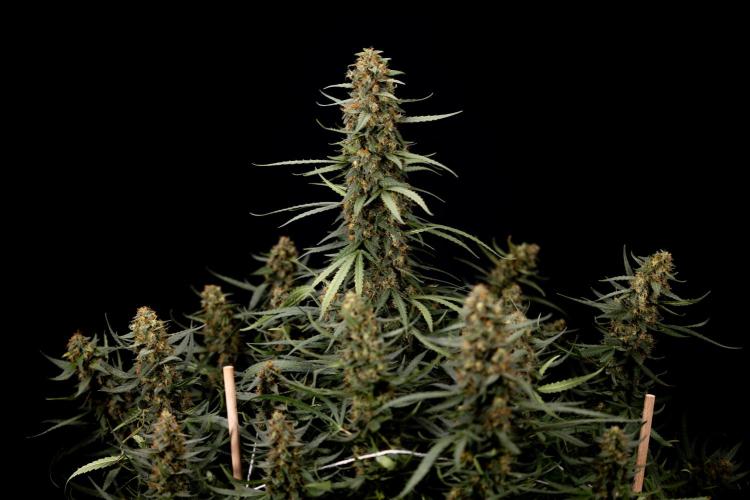 Chocolope 🍫 Auto - Zamnesia x B&B. Week 11 - Chocolope #1 - No Techniques - Harvest Day