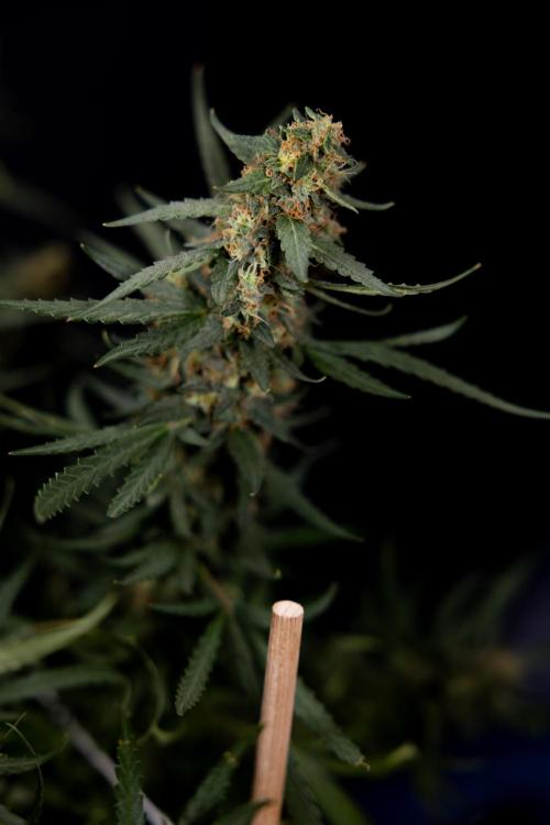 Chocolope 🍫 Auto - Zamnesia x B&B. Week 11 - Chocolope #1 - No Techniques - Harvest Day