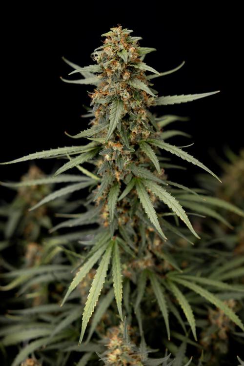 Chocolope 🍫 Auto - Zamnesia x B&B. Week 11 - Chocolope #1 - No Techniques - Harvest Day