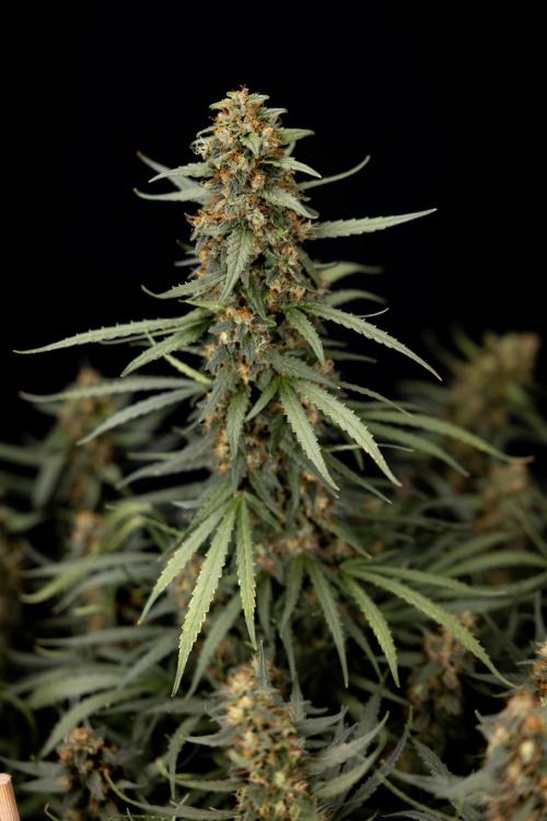Chocolope 🍫 Auto - Zamnesia x B&B. Week 11 - Chocolope #1 - No Techniques - Harvest Day