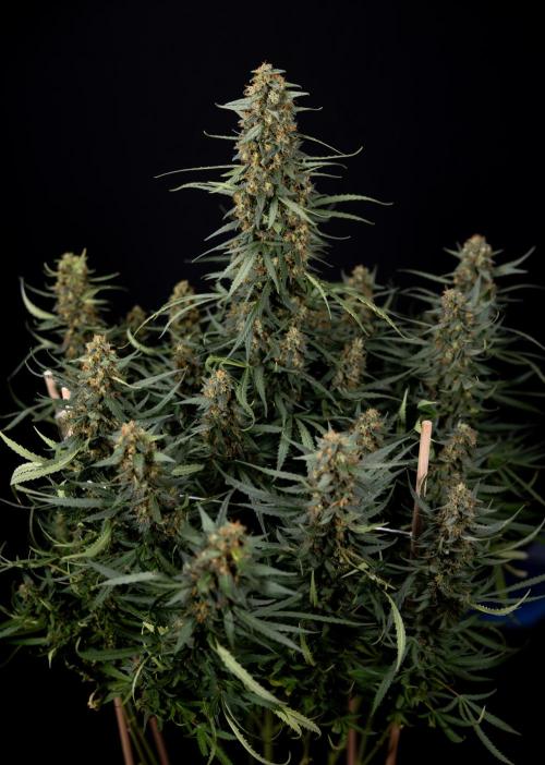 Chocolope 🍫 Auto - Zamnesia x B&B. Week 11 - Chocolope #1 - No Techniques - Harvest Day