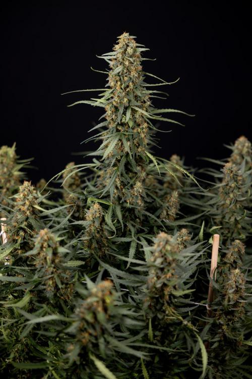 Chocolope 🍫 Auto - Zamnesia x B&B. Week 11 - Chocolope #1 - No Techniques - Harvest Day