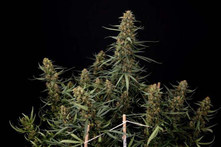 Chocolope 🍫 Auto - Zamnesia x B&B. Week 11 - Chocolope #1 - No Techniques - Harvest Day