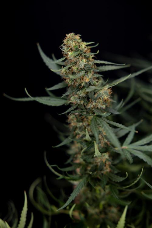 Chocolope 🍫 Auto - Zamnesia x B&B. Week 11 - Chocolope #1 - No Techniques - Harvest Day