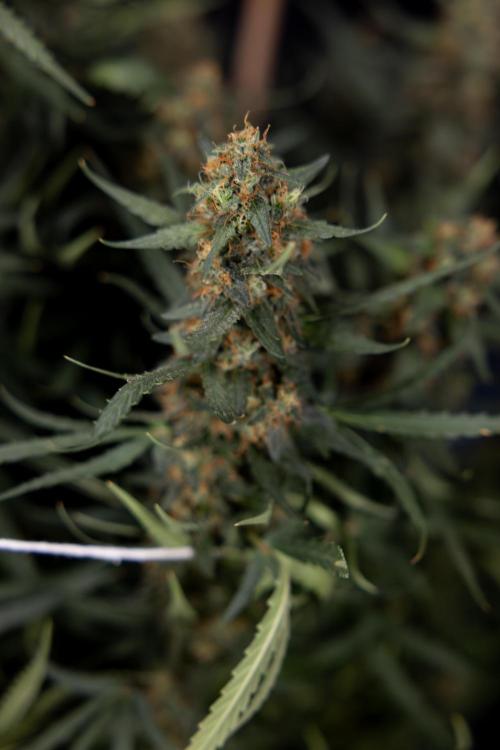 Chocolope 🍫 Auto - Zamnesia x B&B. Week 11 - Chocolope #1 - No Techniques - Harvest Day