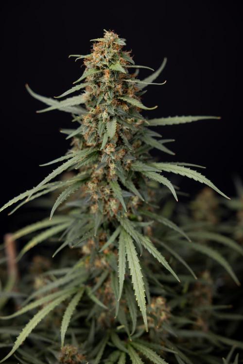 Chocolope 🍫 Auto - Zamnesia x B&B. Week 11 - Chocolope #1 - No Techniques - Harvest Day