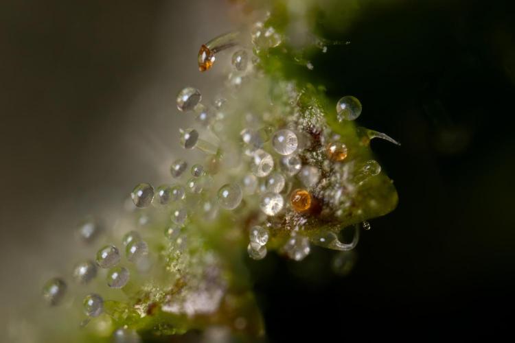 Chocolope 🍫 Auto - Zamnesia x B&B. Week 11 - Chocolope #1 - Micro Worlds