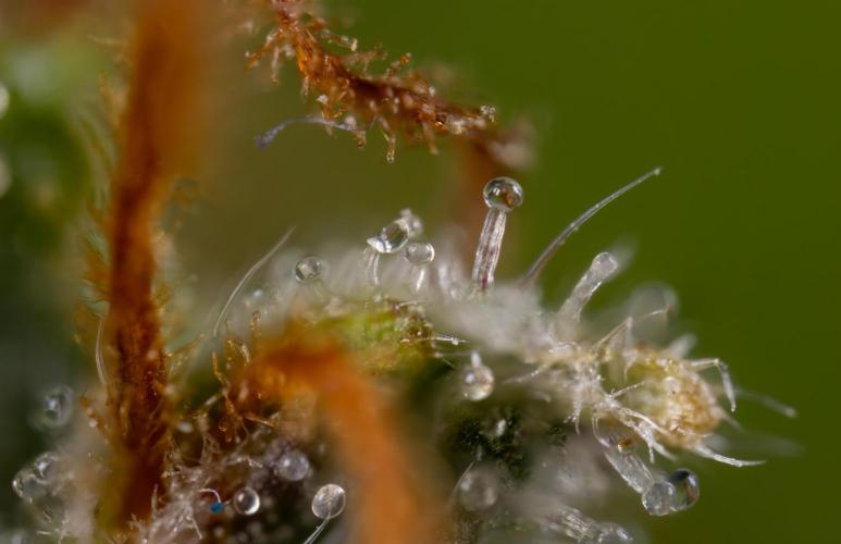 Chocolope 🍫 Auto - Zamnesia x B&B. Week 11 - Chocolope #1 - Micro Worlds