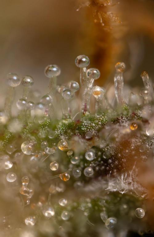 Chocolope 🍫 Auto - Zamnesia x B&B. Week 11 - Chocolope #1 - Micro Worlds