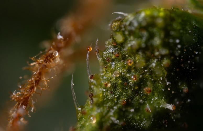 Chocolope 🍫 Auto - Zamnesia x B&B. Week 11 - Chocolope #1 - Micro Worlds