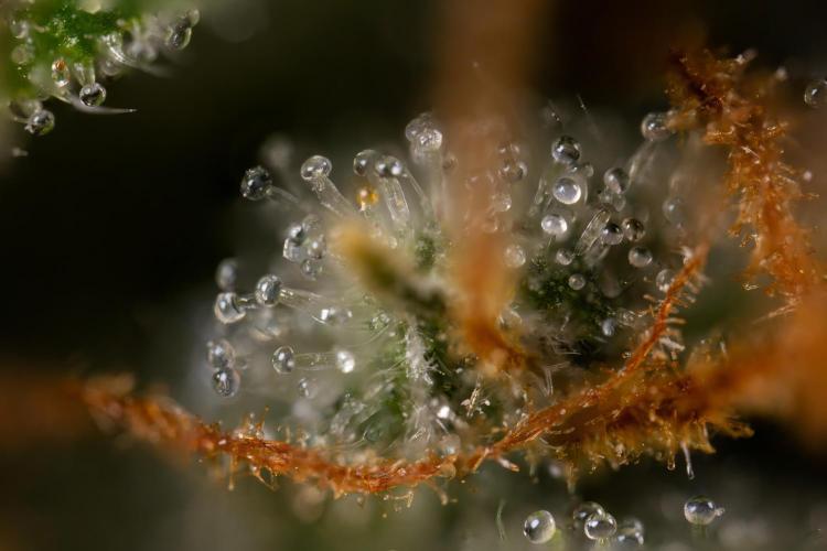 Chocolope 🍫 Auto - Zamnesia x B&B. Week 11 - Chocolope #1 - Micro Worlds
